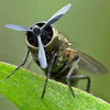 Avatar du membre